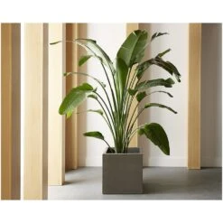 Calix Planter 11 Calix Planter -Best Decoration Shop 106711 5