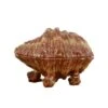 Closed Shell Soap Holder - Small 2 Closed Shell Soap Holder - Small -Best Decoration Shop 13709 1 1