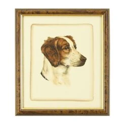 Danchin Brittany Spaniel