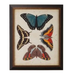 Display Of Butterflies I