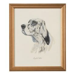 English Setter