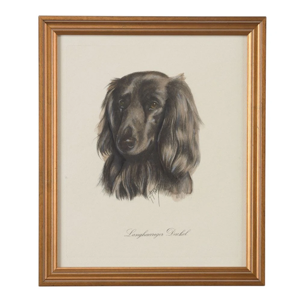 Langhaariger Dackel 3 Langhaariger Dackel