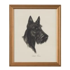 Scotch Terrier