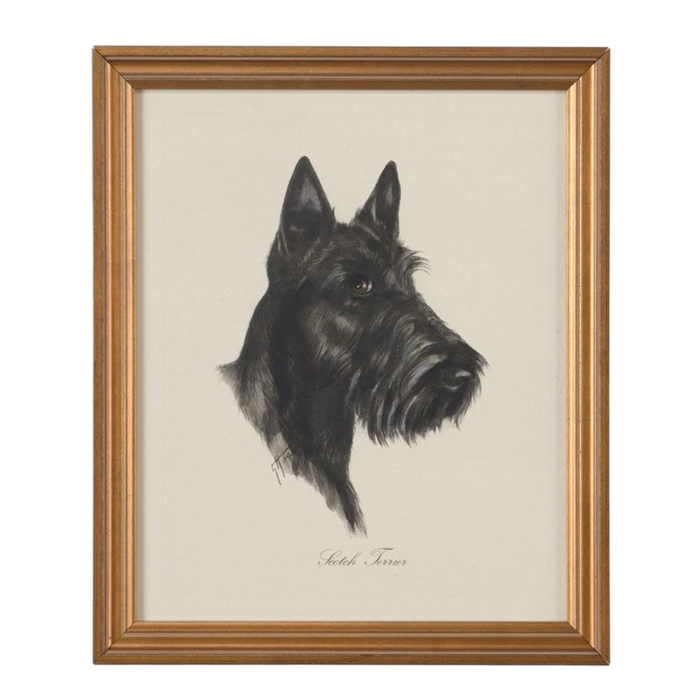 Scotch Terrier 3 Scotch Terrier