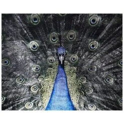 Brilliant Plumage - 72" X 48" - Charcoal Frame -Best Decoration Shop a0265 8