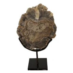Noir Wood Fossil With Stand - 8 Inches
