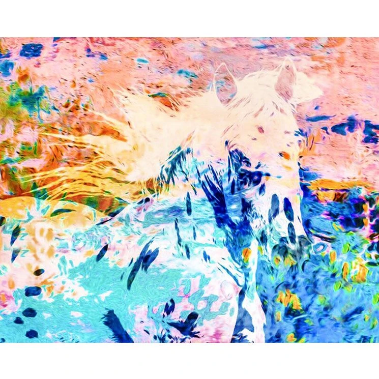 Aqua Appaloosa 3 Aqua Appaloosa