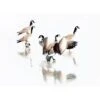 Canada Geese -Best Decoration Shop canada geese 1