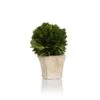 4-Inch Tall Round Preserved Boxwood Topiary In Square Pot