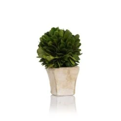 4-Inch Tall Round Preserved Boxwood Topiary In Square Pot